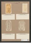 Navicula praetexta Ehr. (de-Toni-Nr.: Genus 1, Species 362) Zeichnungen Sammlung Grunow Nr. 809 (NHMW-BOT-W0367234)